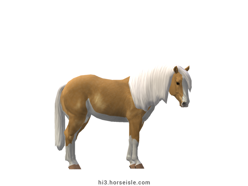 American Paint Horse Bright Palomino Splash Coat